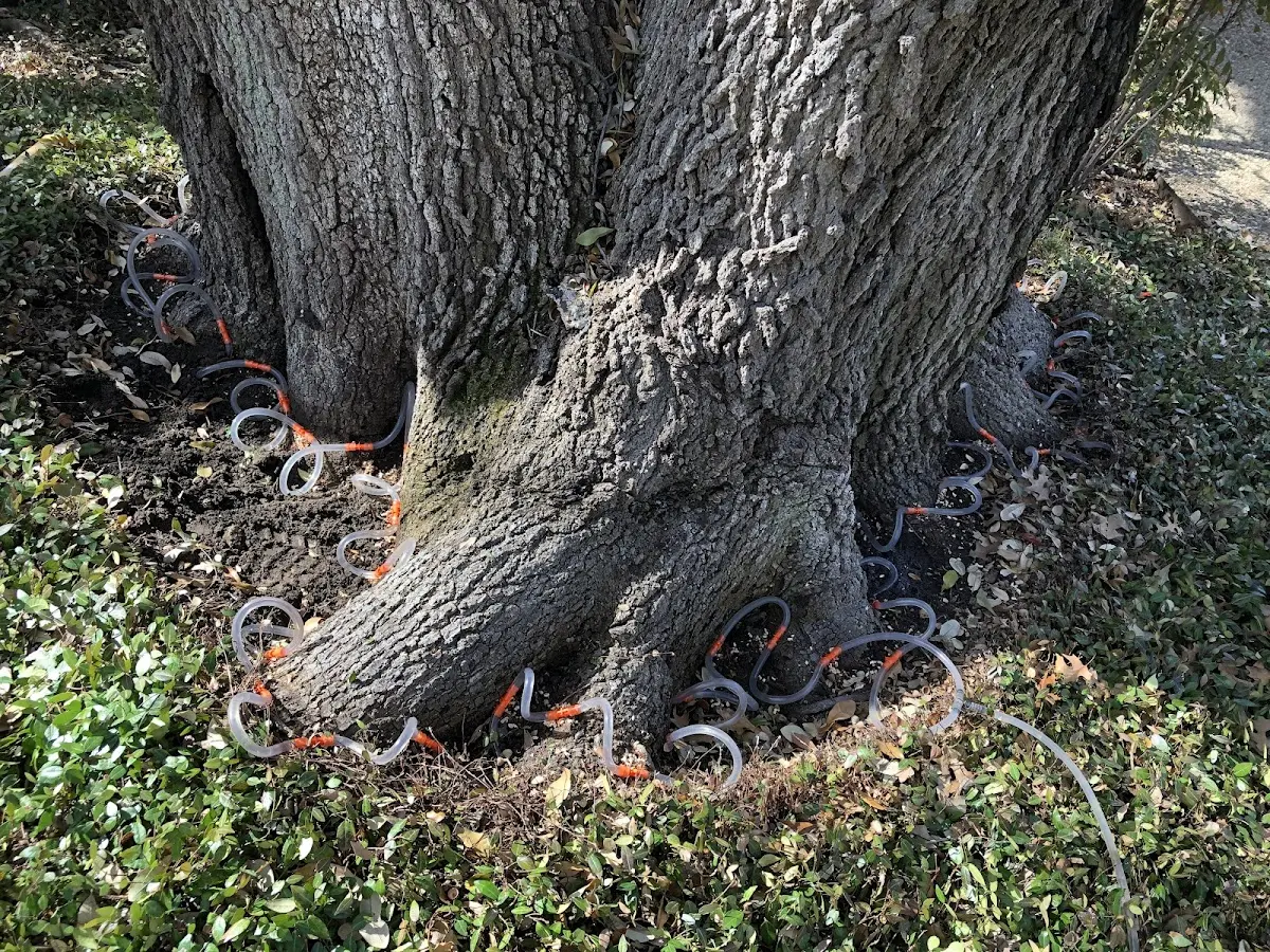 Detailed Tree Cabling and Bracing job site in Grand River