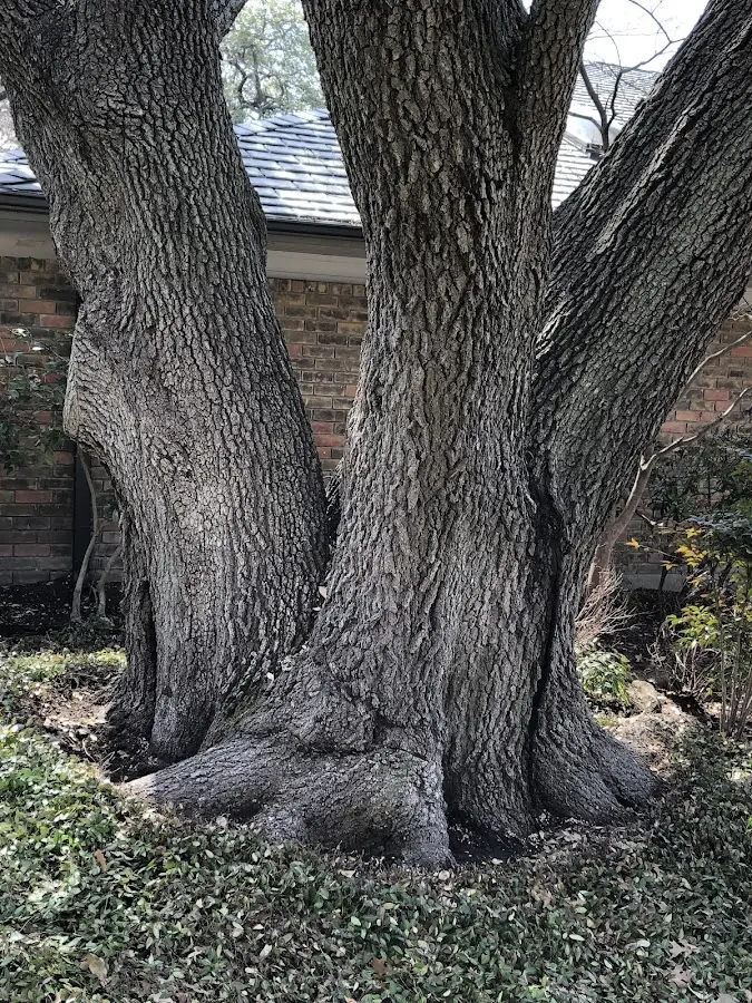 Mature heritage tree close to a Grand River property cared for by certified arborists